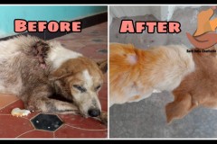 Dog rescued with maggot wound on back is before and after treatment .
