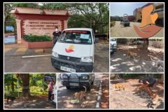 Stray dog feeding inside Pondicherry University