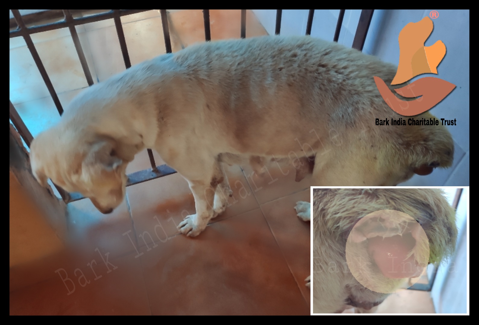 Why Sterilization is Important in Preventing Prolapse - Bark India