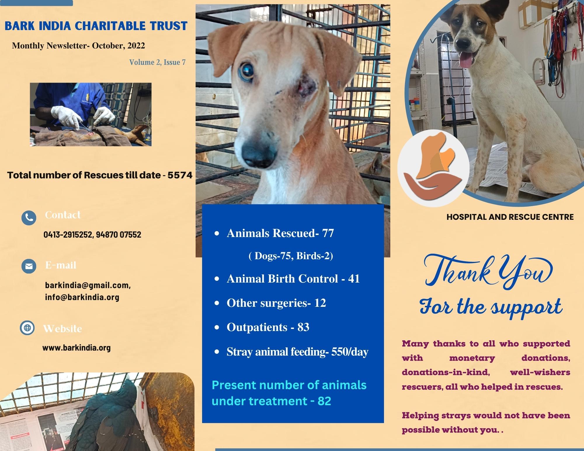 Stray animal rescue charity How you can help needy animals Bark India